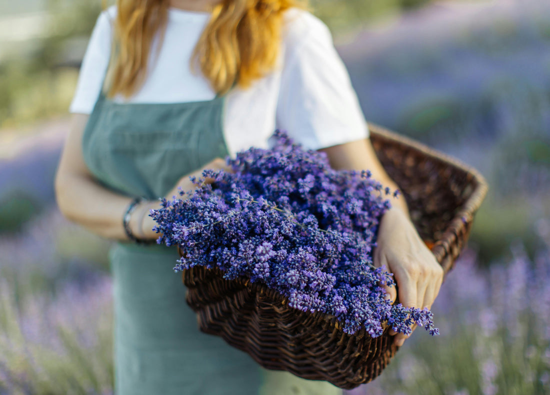 The Beauty & Benefits of Lavender: Portugal’s Alfazema and Beyond