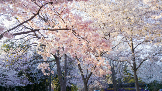 Cherry Blossom Festivals: A Global Celebration of Spring and Renewal