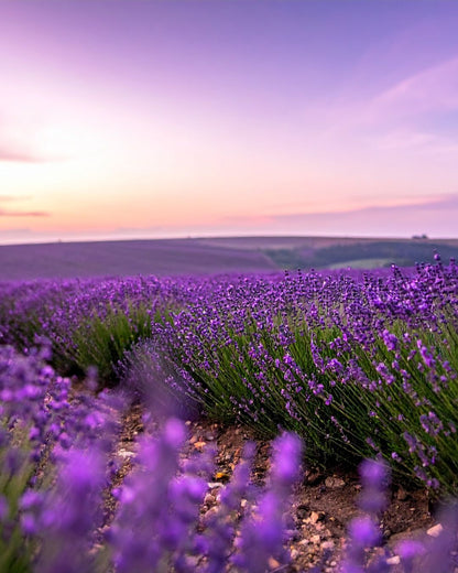 Alentejo Lavender - Soy Wax Candle