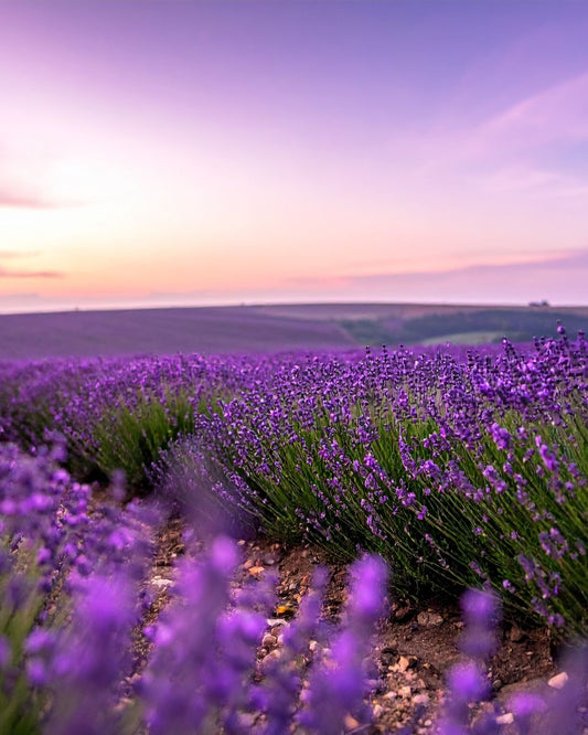 NEW!  Alentejo Lavender - Soy Wax Candle